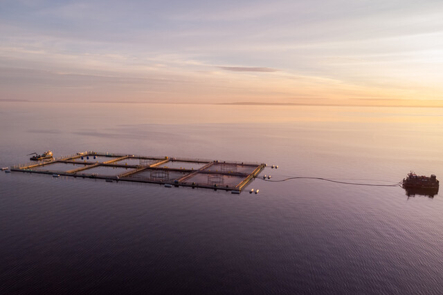 Contraloría detecta falta de fiscalización a las salmoneras