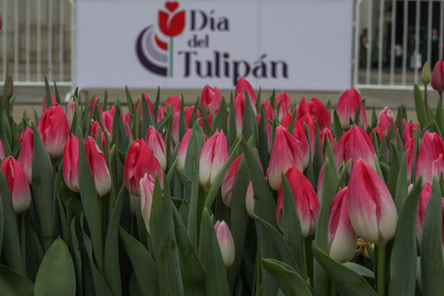 Entrega de tulipanes en Las Condes