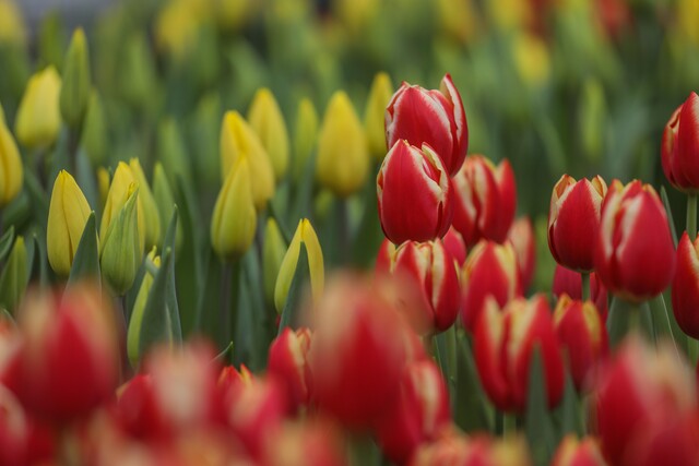 ¿Cuándo se celebra el Día del Tulipán 2024?