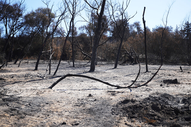 Incendios en Brasil causan pérdidas millonarias en el agro