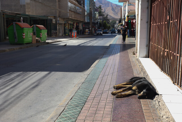 Vecinos golpean a hombre que mató y violó a perro en Punta Arenas