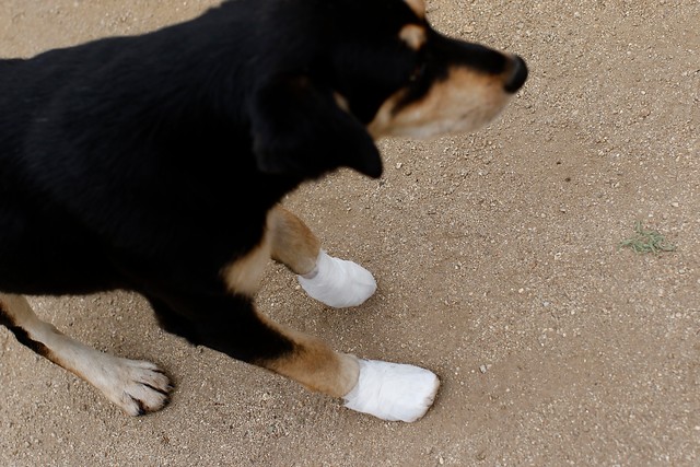 Acusado de abusar de perros