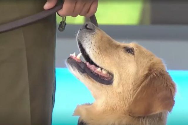 «Galilea» la Golden Retriver de carabineros estrella de la Parada