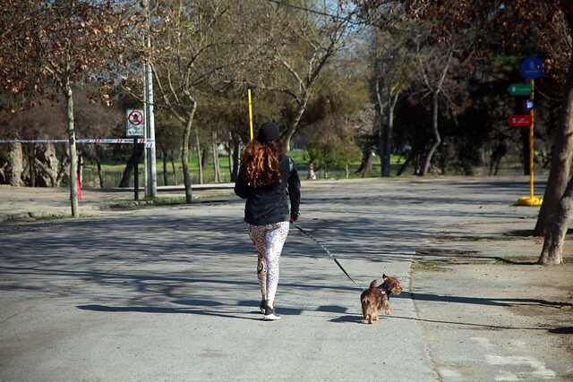 perro electrocutado en Ñuñoa