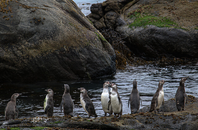 Pingüinos. Antártica.