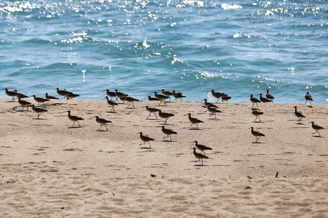 atropelló aves