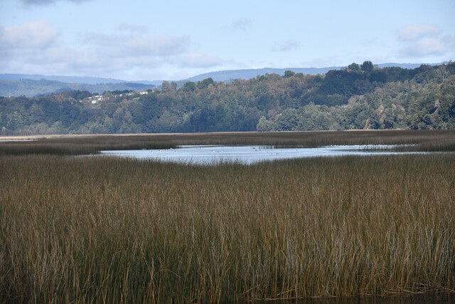 humedal en Valdivia