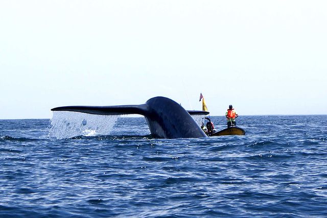 muerte de ballenas