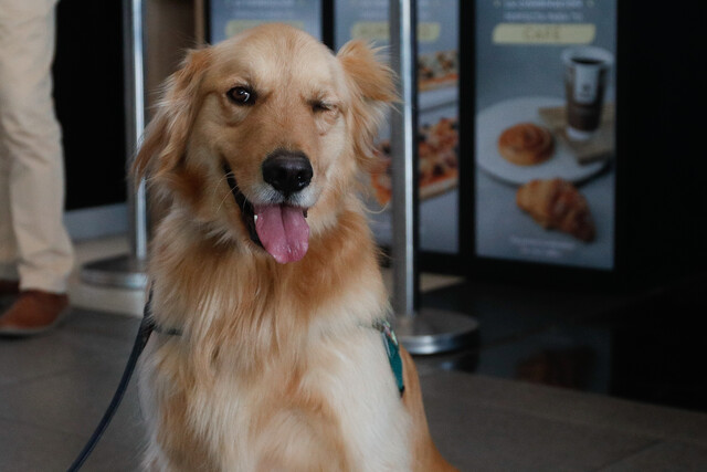 alimentos para mascotas