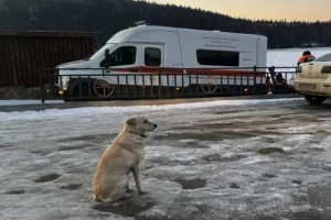 perra dueño río Rusia
