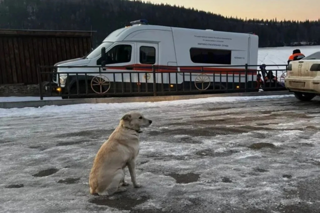 perra dueño río Rusia
