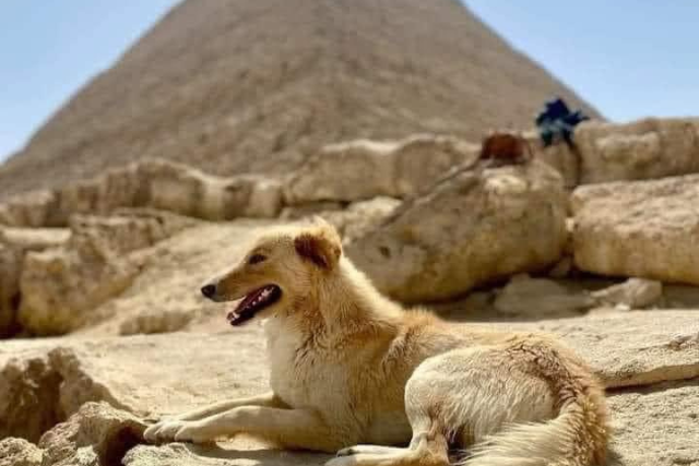 perros pirámides Egipto