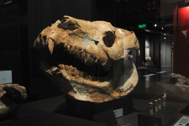 mamíferos museo historia chile