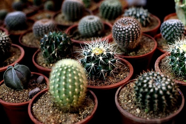 cactus endémicos