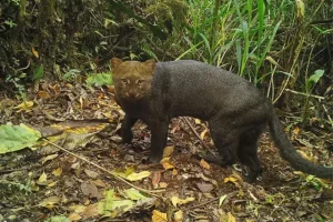 nuevas especies