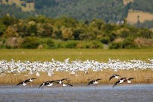 Humedal Talcahuano