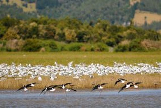 Humedal Talcahuano