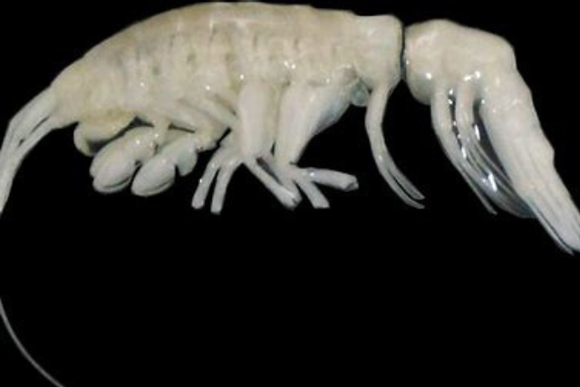 depredador fosa atacama