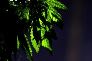 plantas marihuana