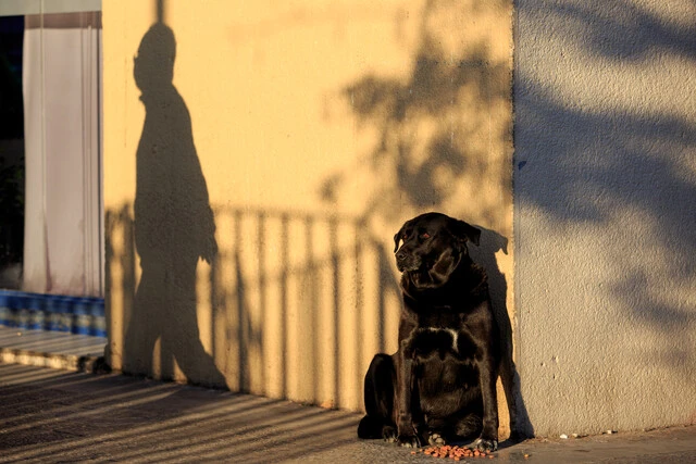 perros gatos callejeros