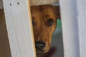 perros Antofagasta