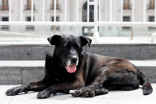 Perros callejeros