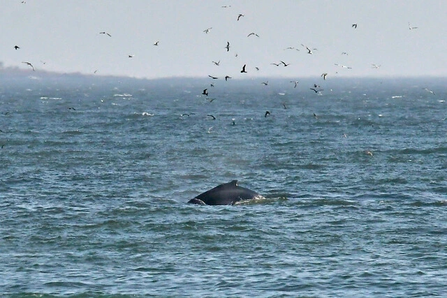 ballena
