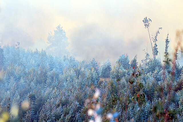toque de queda Araucanía