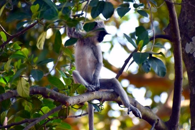 mono Sri Lanka