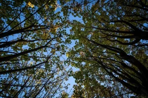 Tierra