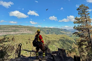 Servicio Nacional Forestal