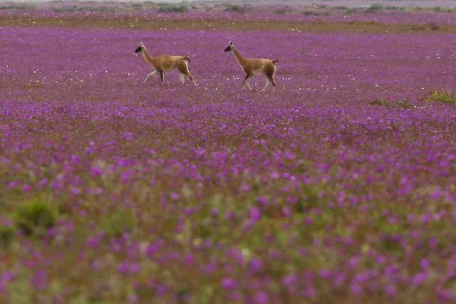Chile países hermosos
