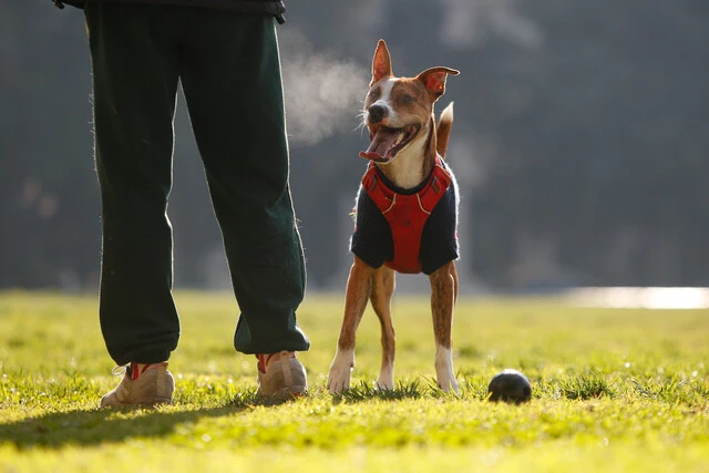 Día Mundial del Perro