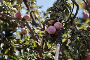alerta mosca fruta