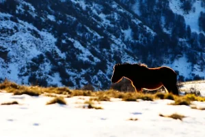 Zafrada caballo