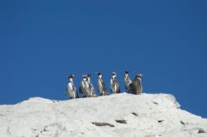 pingüino de Humboldt