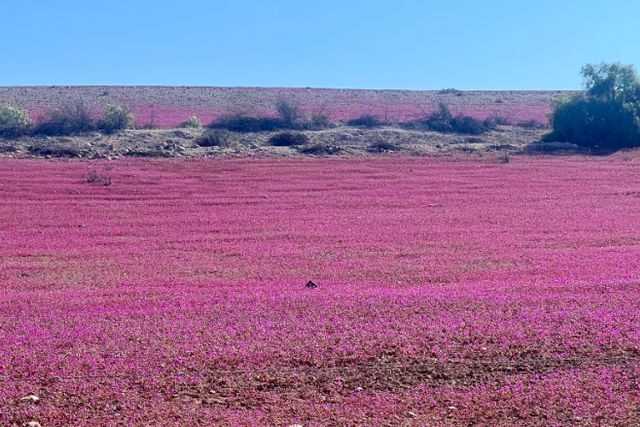 Desierto Florido visitantes