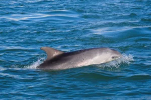 delfín Venecia