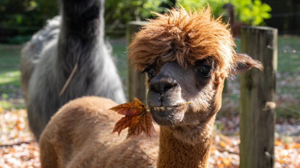 Foto publicada en X por: @thequeenszoo