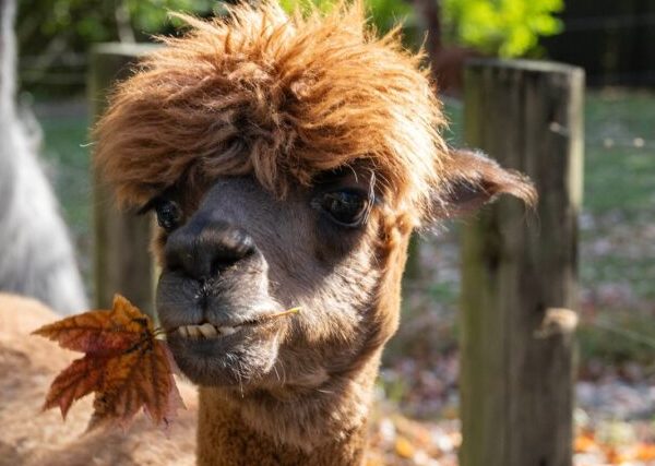 Foto publicada en X por: @thequeenszoo