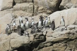 Islote Pájaros Niños