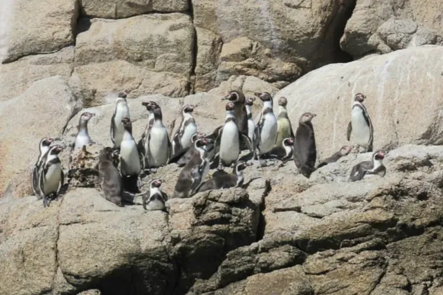 Islote Pájaros Niños