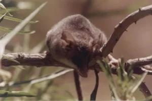 monito del monte