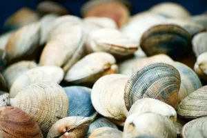 Sernac pescados mariscos