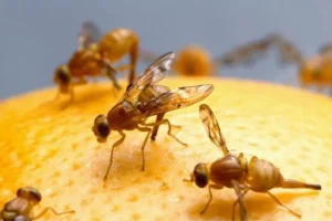 mosca fruta