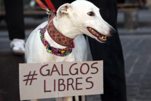 carreras de perros