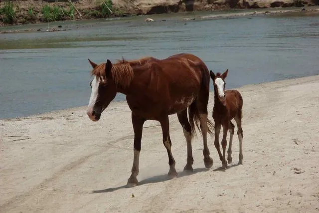 primer caballo clonado