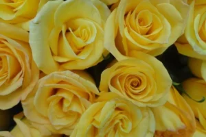 flores amarillas 21 septiembre