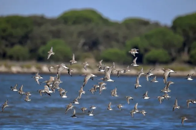 estado aves
