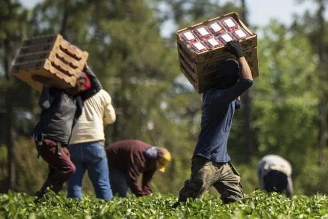 contratación migrantes